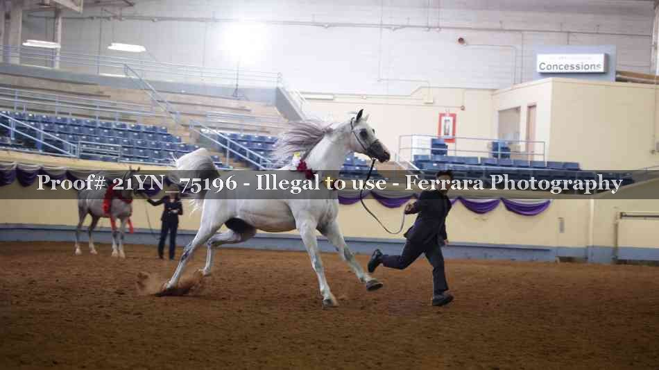 Proof Number 21YN_75196