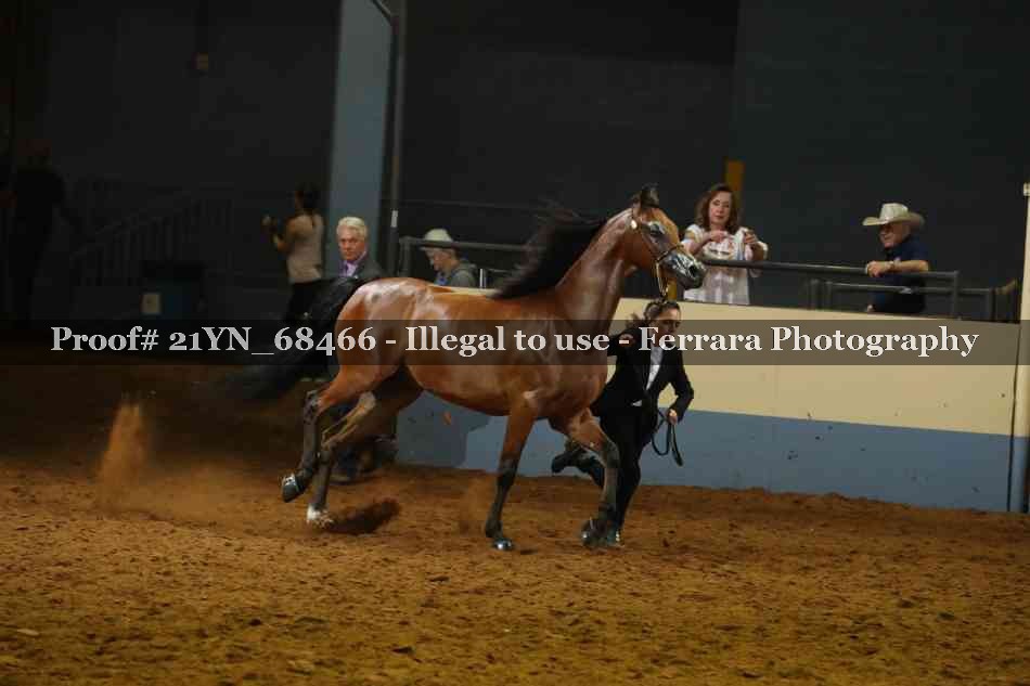 Proof Number 21YN_68466