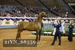 21YN_68559 thumbnail
