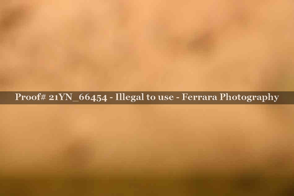 Proof Number 21YN_66454