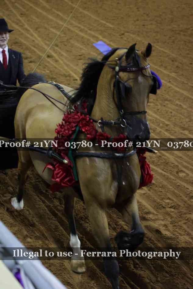 Proof Number 21YN_03780
