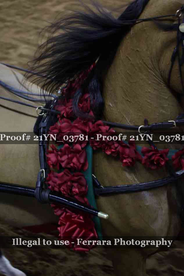 Proof Number 21YN_03781