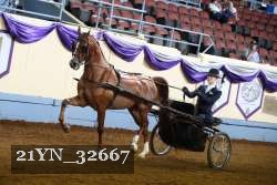 21YN_32667 thumbnail