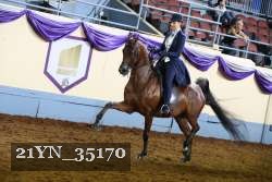 21YN_35170 thumbnail