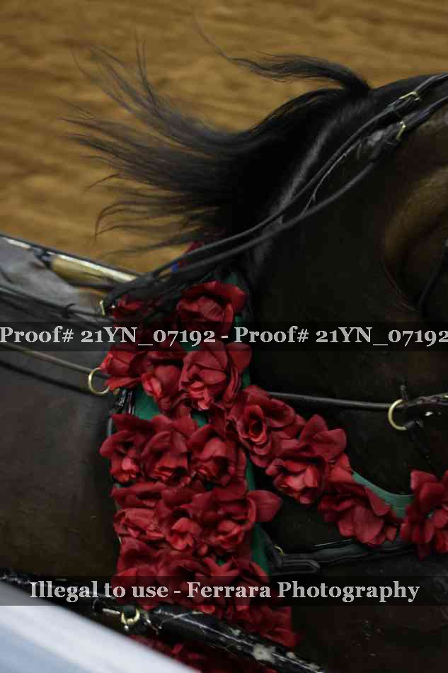 Proof Number 21YN_07192