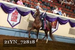 21YN_72818 thumbnail