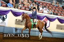 21YN_11543 thumbnail