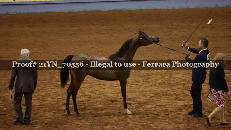 Proof Number 21YN_70556