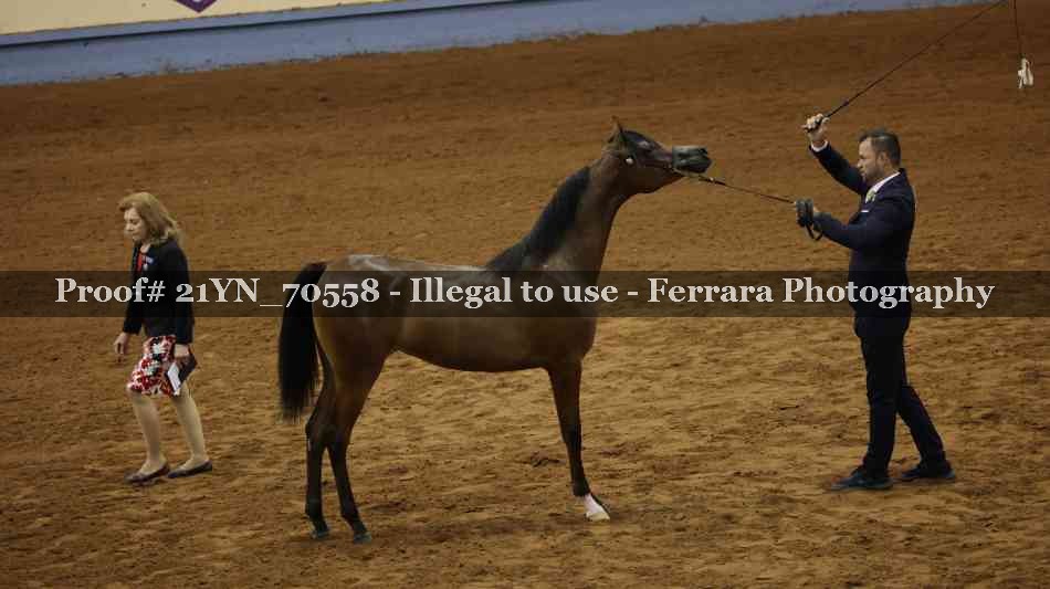 Proof Number 21YN_70558