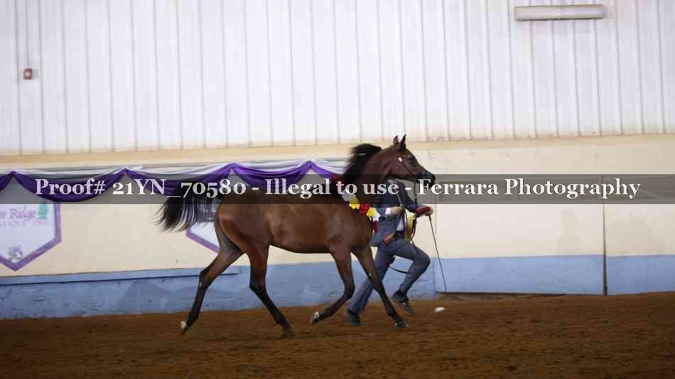 Proof Number 21YN_70580