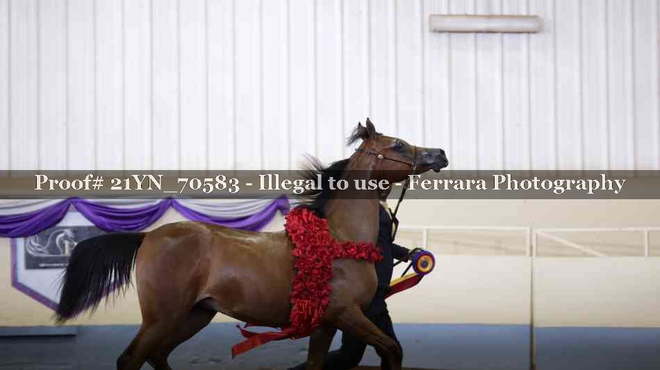Proof Number 21YN_70583