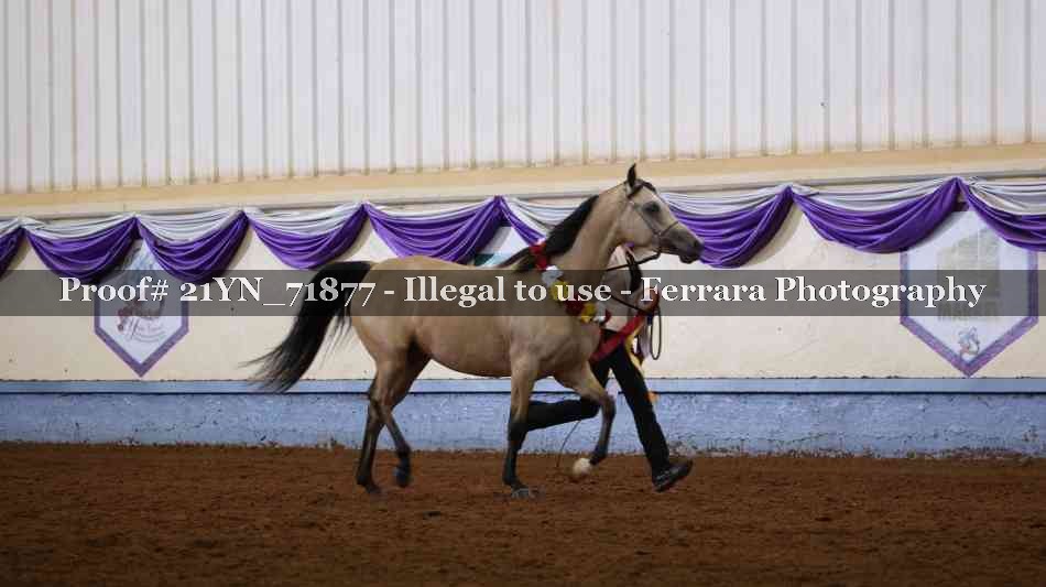 Proof Number 21YN_71877
