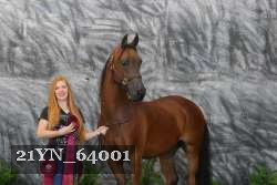21YN_64001 thumbnail