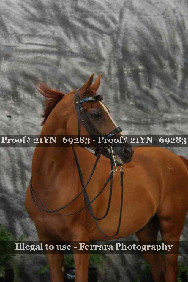 Proof Number 21YN_69283