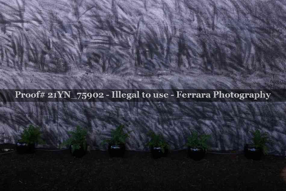 Proof Number 21YN_75902