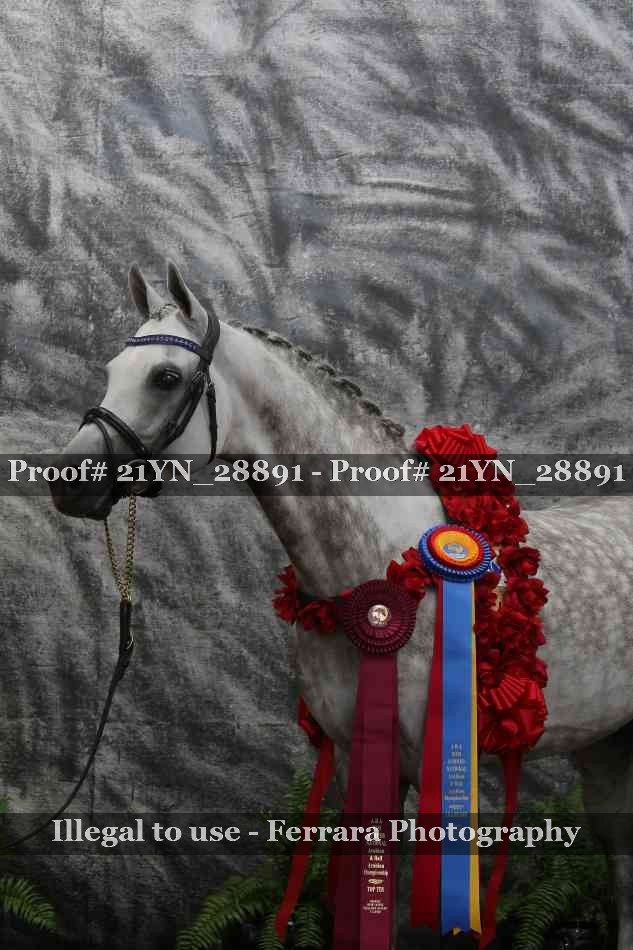 Proof Number 21YN_28891