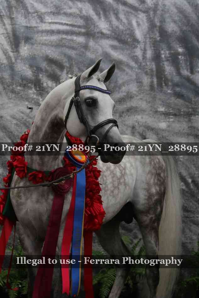 Proof Number 21YN_28895