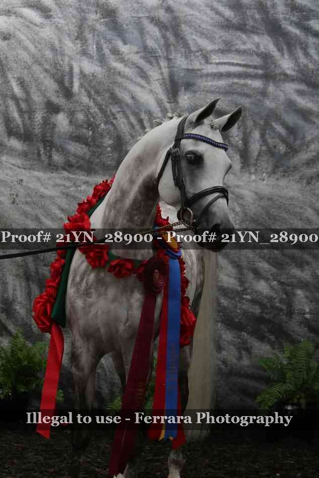 Proof Number 21YN_28900