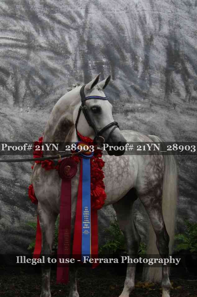 Proof Number 21YN_28903