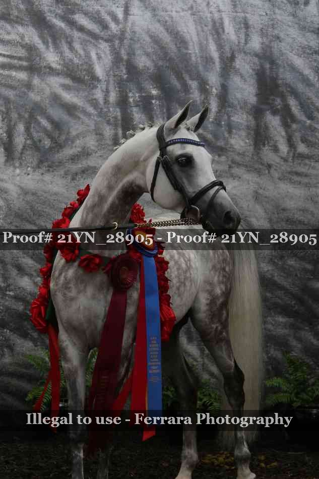 Proof Number 21YN_28905