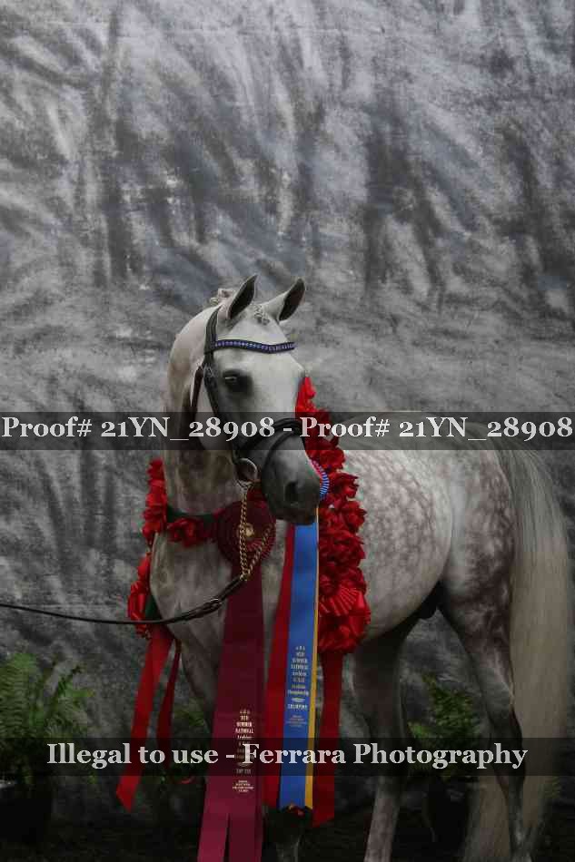 Proof Number 21YN_28908