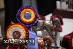 21YN_35979 thumbnail