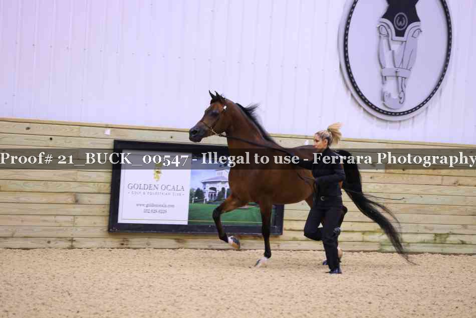 Proof Number 21_BUCK_00547