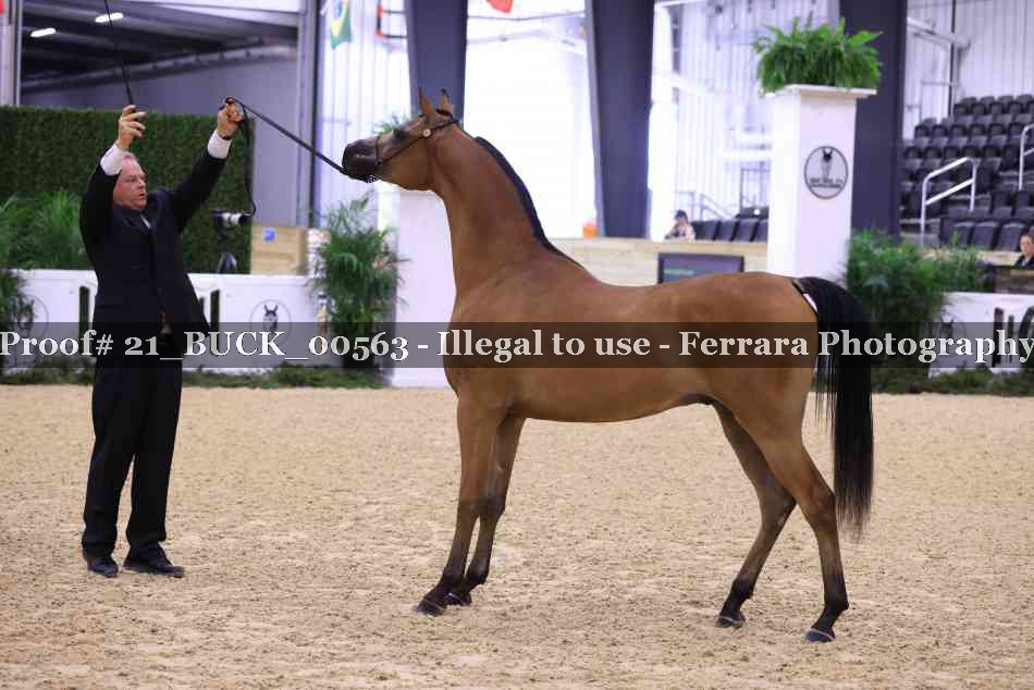 Proof Number 21_BUCK_00563