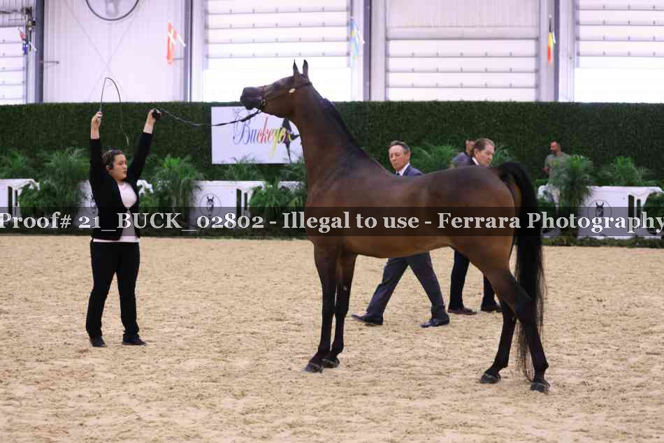Proof Number 21_BUCK_02802