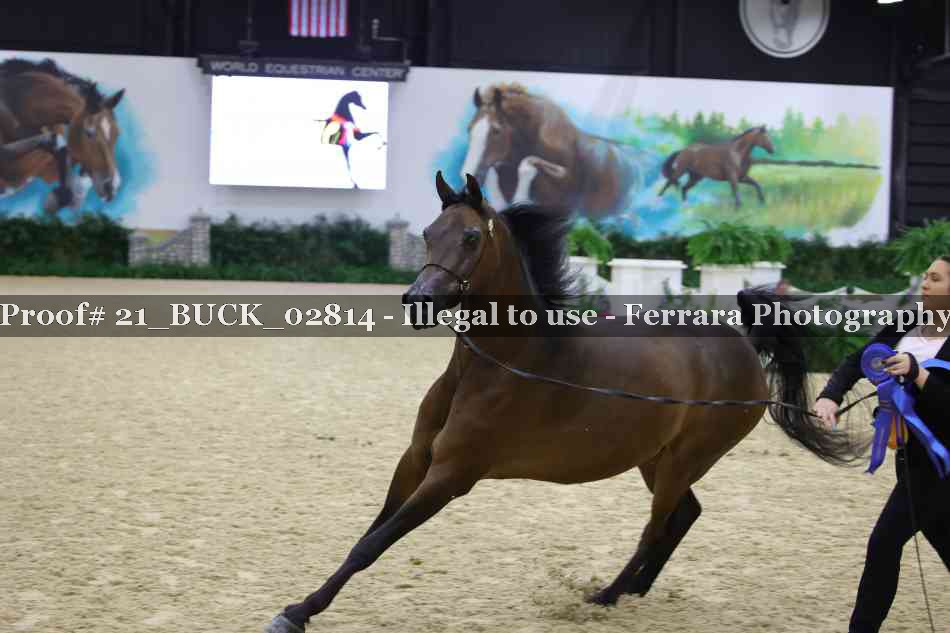 Proof Number 21_BUCK_02814
