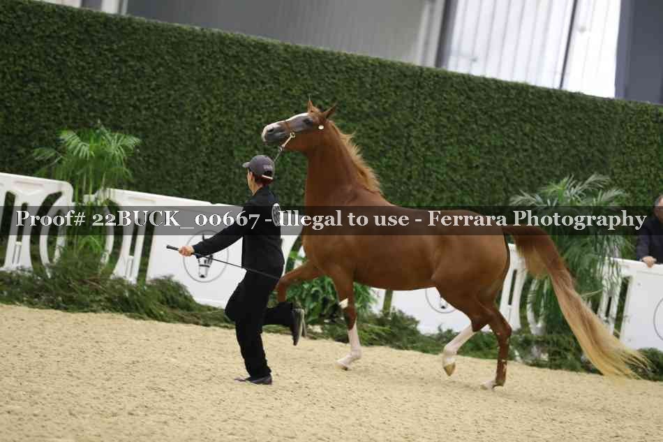 Proof Number 22BUCK_00667
