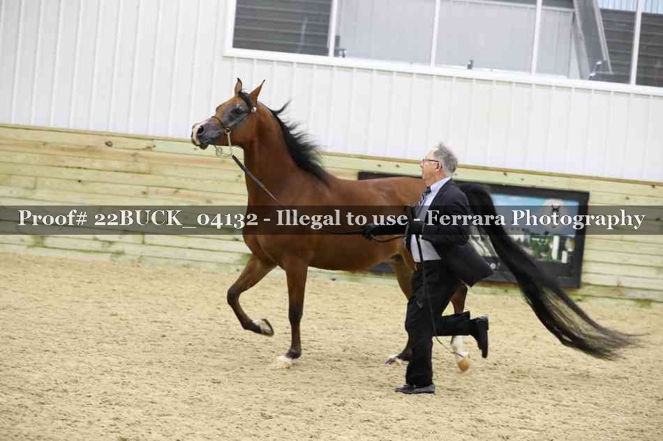 Proof Number 22BUCK_04132