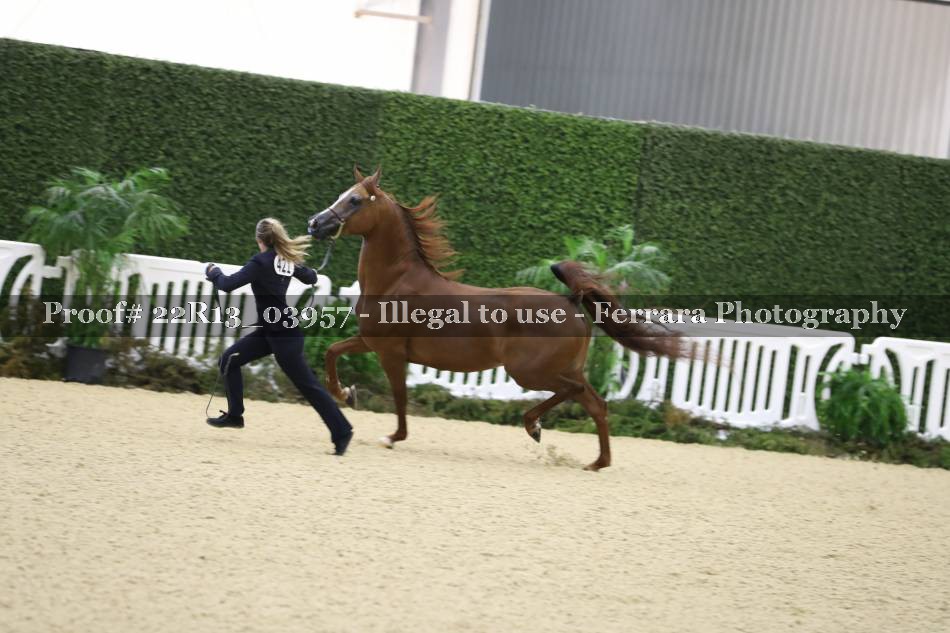 Proof Number 22R13_03957
