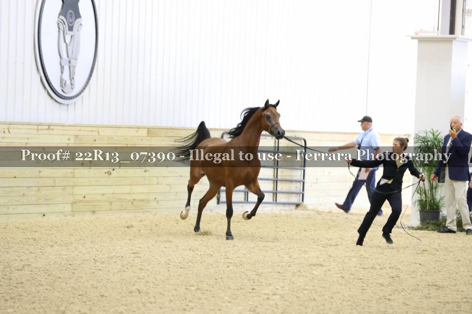 Proof Number 22R13_07390