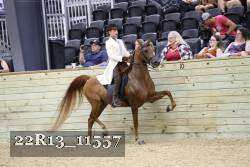 22R13_11557 thumbnail