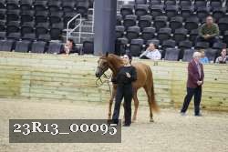 23R13_00095 thumbnail