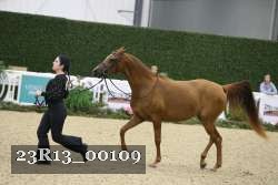 23R13_00109 thumbnail