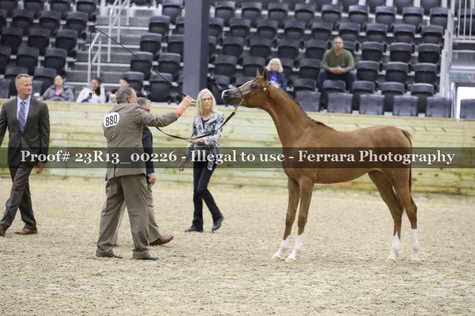 Proof Number 23R13_00226