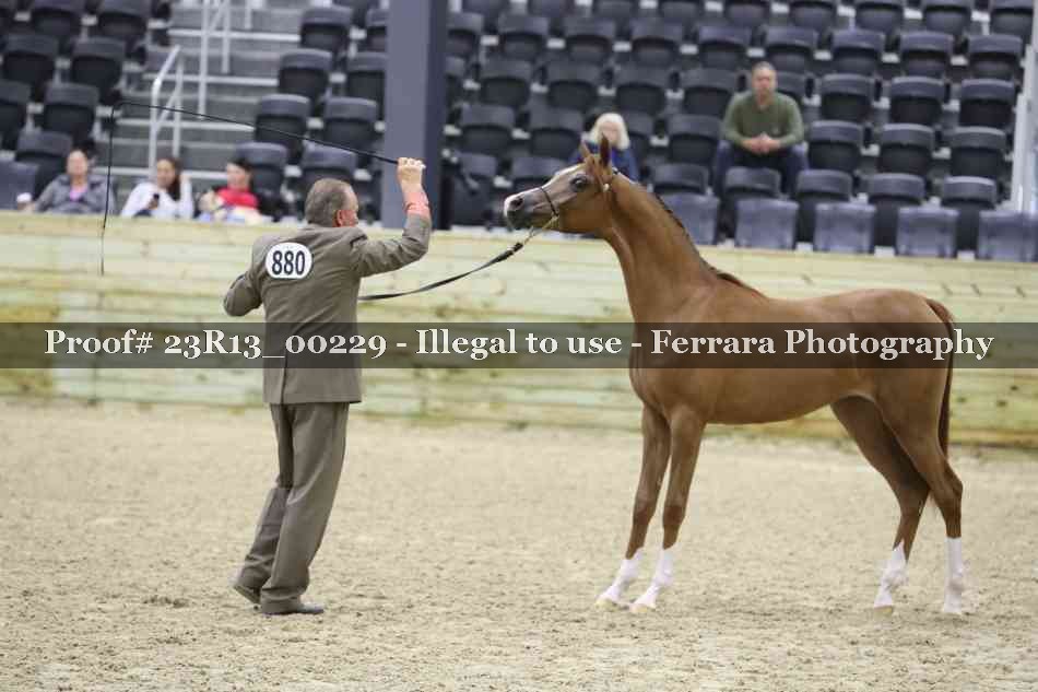 Proof Number 23R13_00229