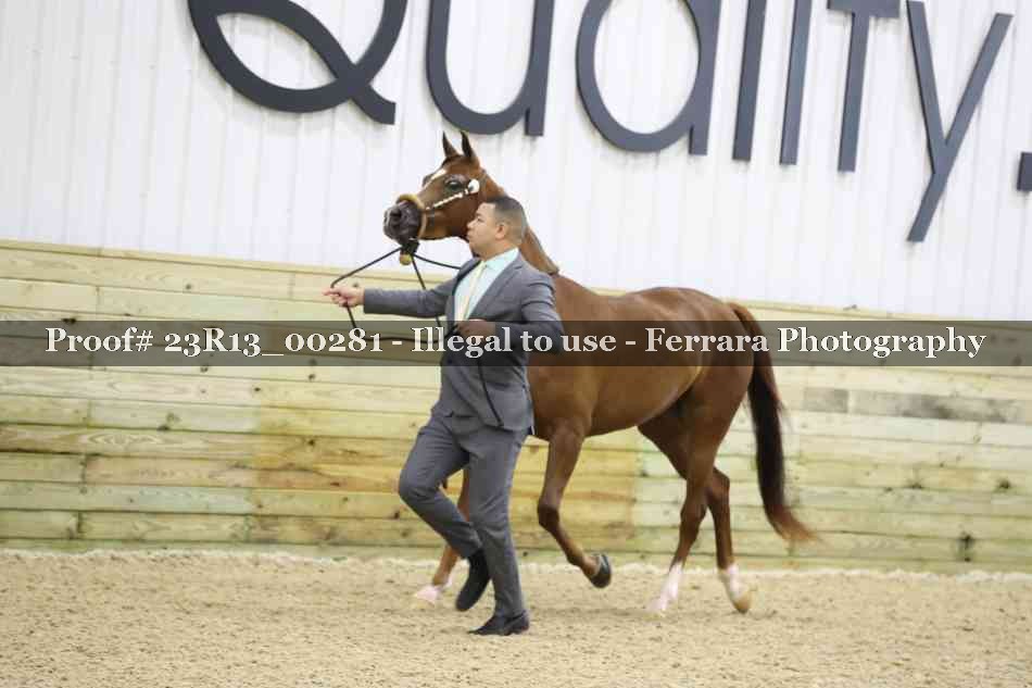 Proof Number 23R13_00281