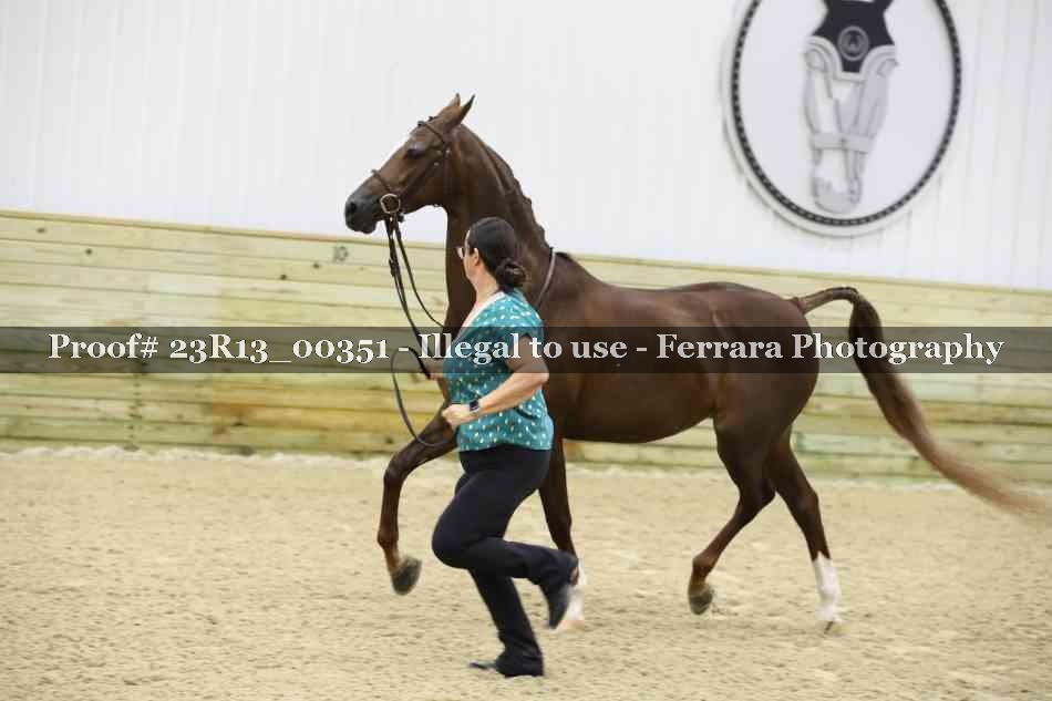 Proof Number 23R13_00351