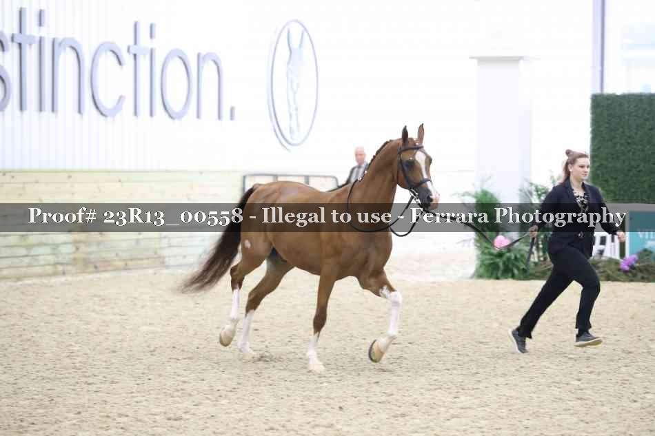Proof Number 23R13_00558