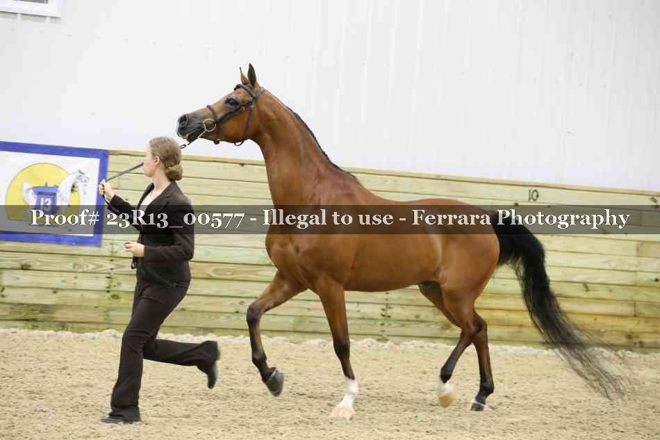 Proof Number 23R13_00577