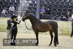 23R13_00720 thumbnail