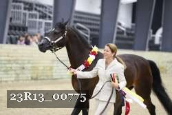 23R13_00775 thumbnail