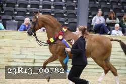 23R13_00782 thumbnail