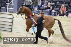 23R13_00783 thumbnail
