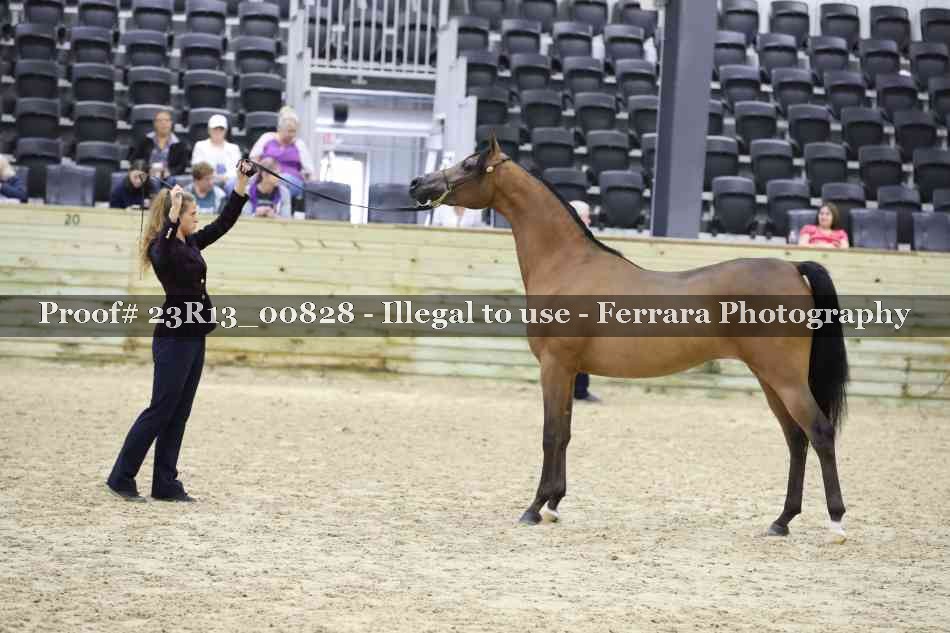 Proof Number 23R13_00828