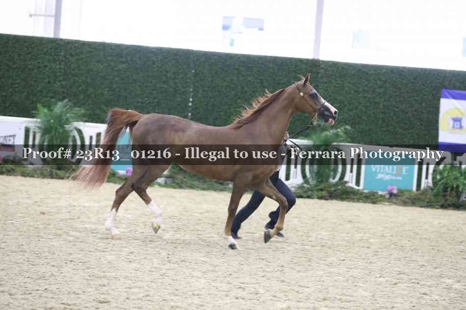 Proof Number 23R13_01216