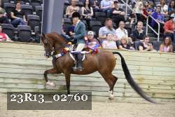 23R13_02760 thumbnail